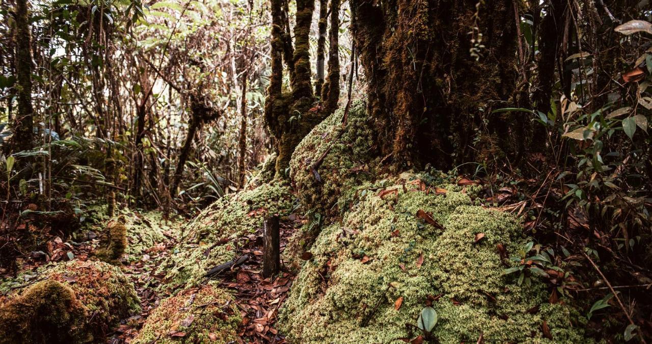 Hotel Guatape Adrianas Bambu エクステリア 写真